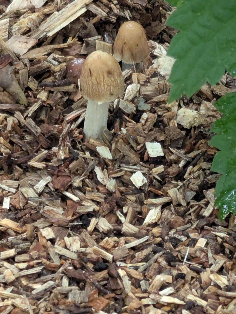 Photo © Gill Ferguson Agrocybe rivulosa by Gill Ferguson